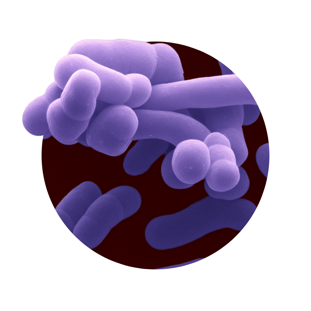 Human Native B. adolescentis